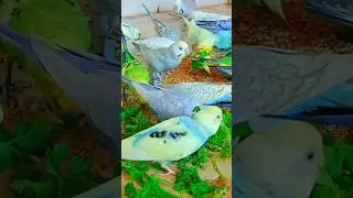 #PetBirdsForBeginners #HealthyBirdFood #BirdCareTips #SoftFoodForBudgies #SmallBirdCare #BudgieSound