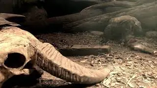 Appreciate A Dragon: Iya the Komodo Dragon