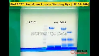 BioFACT&trade; Real-Time Protein Staining Dye for SDS-PAGE [LD101] Protein gel을 running하면서 실시간으로 size 확인
