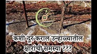 Grape Master - कशी दूर कराल उन्हाळ्यातील क्षारांची समस्या ???