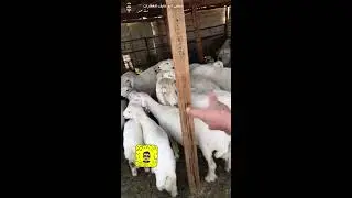 اطلاق المرضعات بقسم الحضانة للفحول وشرح التحفيز للاناث أثناء فترة الرضاعه وفترة التزاوج