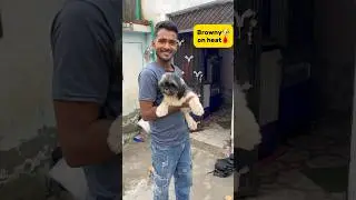 Browny🐶on heat🩸 #minivlog #breedingpair #petlover #vlog #shitzu #dog #kabutar #breed #doglove