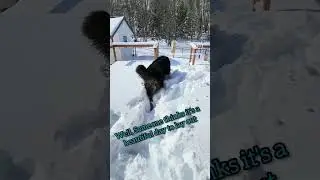 Bernese Mountain Dog Discovers Joy in Snow ❄️🐶