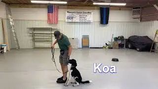 Dog Training - MCC Dog Obedience Bootcamp update (8-29-2022)