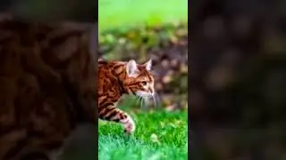 #сумасшедшесмешно