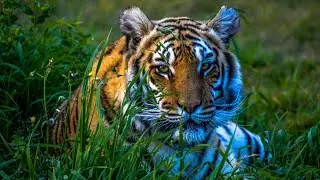 Bengal Tiger  Understanding the Conservation Efforts to Save Indias National Animal
