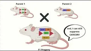 Generation of CRE-LoxP knockout mice for breast cancer modelling & its detection using Karyotyping