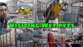 Visiting Wet pets|| varieties Of cockatto'os,Macaw's||exotic birds #cockatoo #macaw #bird #pets