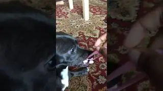 She thought it was a toy, its a massager#funnydogs #hilariousdog #massager #dogmassage #sideeye