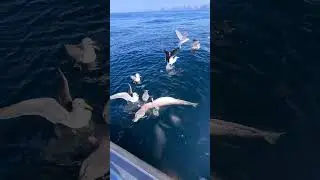 Leng im Doppelpack Vengsøy Nordnorwegen mit Volker Dapoz