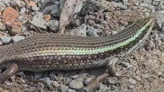 Scary at First Sight, Stunning at Every Glance &mdash; Nature&rsquo;s Reptile Art!