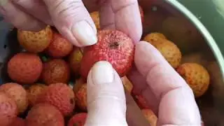 How to peel and de-seed lychees FAST for home preserving/canning.