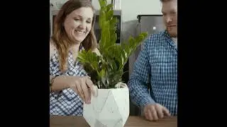 Bachmans.com Unique Green Plants