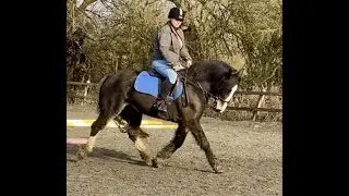 Cleo - Rising 5yr old Cob X Mare