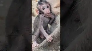 Funny lovely friendly beautiful baby monkey gorgeous playful #shorts #shortsfeed #viral #cute