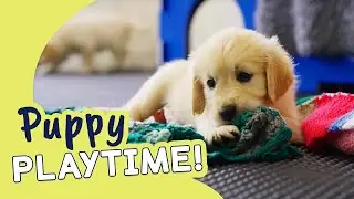 Meet Our Gorgeous Golden Retriever Puppies! | Guide Dogs Puppy Playtime