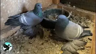 Blue White Barred Saxon Field Color Pigeon