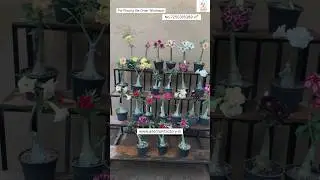 Rare Imported Thai Variety Adenium Plant Online 🔥 #desertrose #adenium #flowers #plants #garden