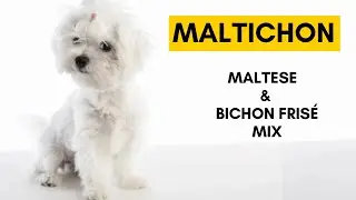 Maltichon - Top 10 Interesting facts About Maltese and Bichon Frisé Dog Mix
