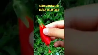 BUNGA FAVORIT BOCIL ZAMAN DULU KARENA RASANYA MANIS