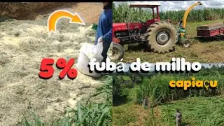 Silagem de BRS capiaçu com 5% de FUBÁ de MILHO/ Melhor QUALIDADE e maior aceitação dos animais