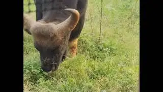 Bison front of house 🦬