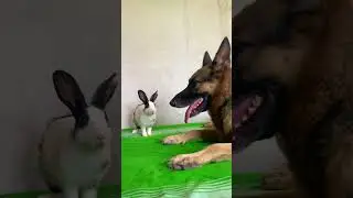 BABY RABBIT CHILLING WITH BIG RABBIT | GERMAN SHEPHERD AND RABBIT VIDEOS