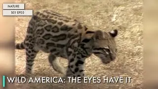Wild America: The Eyes Have It