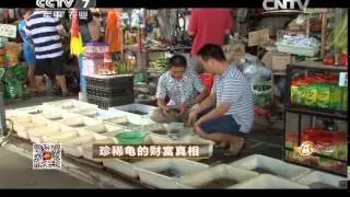 20141111 致富经 珍稀龟的财富真相