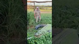 В Австралии мне удалось пообщаться с потрясающим крокодилом 🐊! Правда, пришлось быть осторожным! 😅