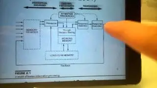 IMSE 3128 Wickens information processing model