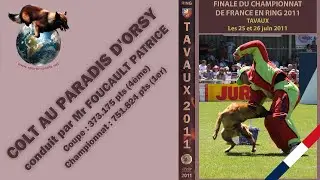 Finale Ring 2011 - COLT AU PARADIS D'ORSY - FOUCAULT PATRICE