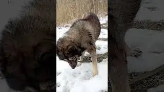 Колбаска с витаминами. Финансовая помощь бездомным собачкам: 2202 2056 2556 3355- Александр К.