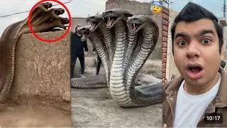 No Zoo Mein Big Snake Agea 😰 Dangerous