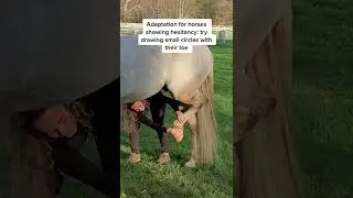 One of the Best Stretches for Horses with Lower Back Pain