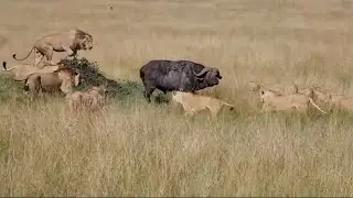 Buffalo runs into a massive lion pride