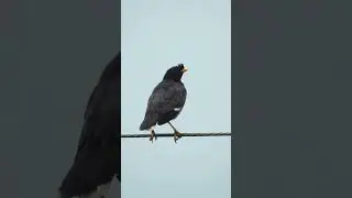 Hanging with my favorite avian amigos #coolpixp900 #youtubeshorts