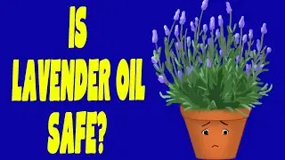 Top 10 Reasons You Should be Using Lavender Essential Oil