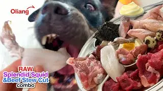 Oliang the Pit Bull eats🦑Splendid Squid🥩Beef Steak combo[ASMR]MUKBANG 犬はココナッツを食べる 개는코코넛을 먹는다 [咀嚼音]