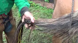 Como fazer um abacaxi no rabo dos muares