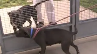 ANGUS DOG TEST