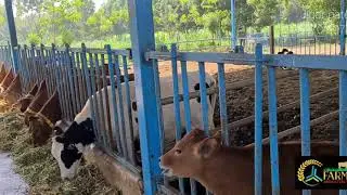 Modern & Ideal Dairy Farm in INDIA Gujrat, jersey cow,4g bullet super napier farming, napier farming