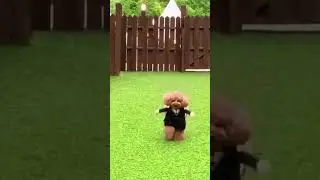Cuteness with a punchline #FunnyFurballs #LaughingWithPets #SillyPetsClub #FurryBesties #PetsBeingFu