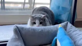ラムちゃんに遊んでもらいました