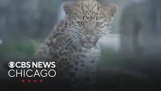 Rare Amur leopard cubs now on display at Brookfield Zoo