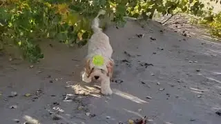 Puppies Are Enjoying the Sand 🥰 #furdad #cockapoopuppy #furmom #viralshorts #viralvideo