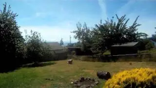 The Backyarder