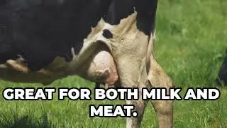 Top 5 Best Cattle Breeds for Milk Production