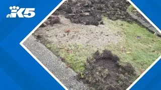 Raccoons, crows destroying lawns across western Washington
