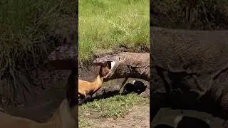 wild animal life
